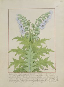 Illustration from The Book of Simple Medicines by Mattheaus Platearius by Robinet Testard